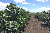 Two rows of leafy green Bollgard 3 cotton being trialled at Willow Tree NSW