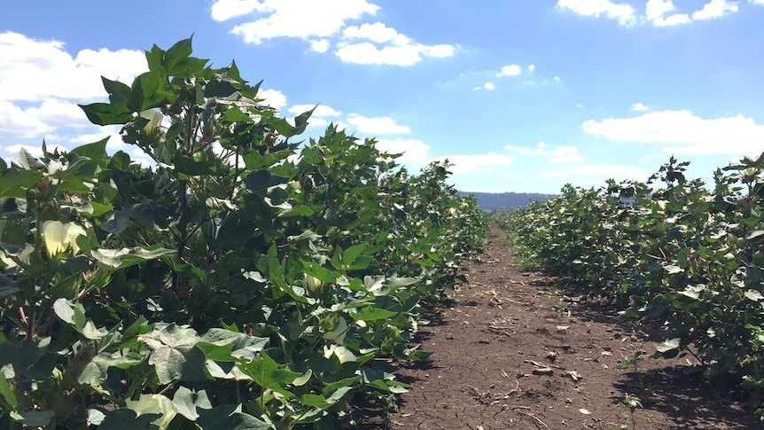 Two rows of leafy green Bollgard 3 cotton being trialled at Willow Tree NSW