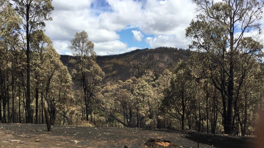 burnt paddocks