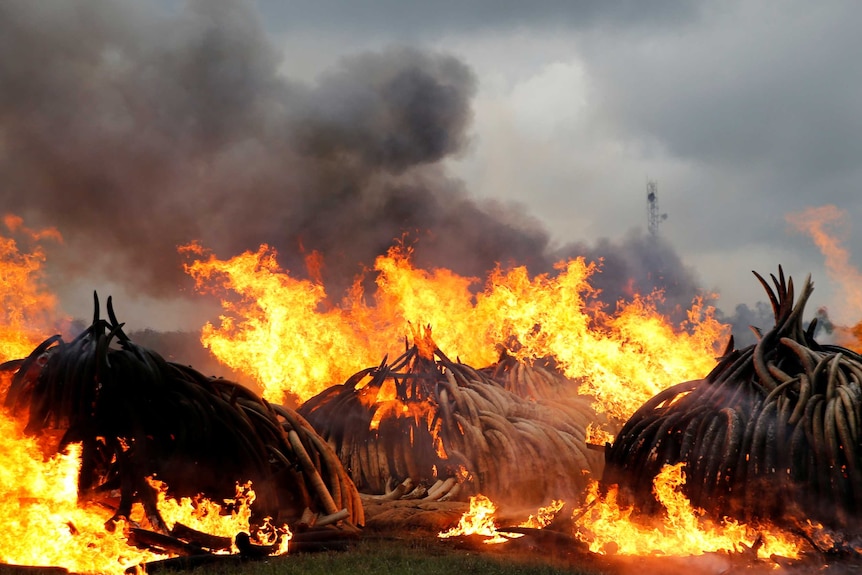 Elephant tusks in flames at Nairobi National Park.