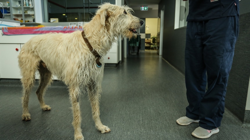 Blood donor Hunter the part-Irish wolfhound.