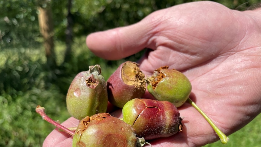 A hand holding small apples which have been badly damaged by hail and split open