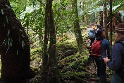 Bushwalking in the Tarkine