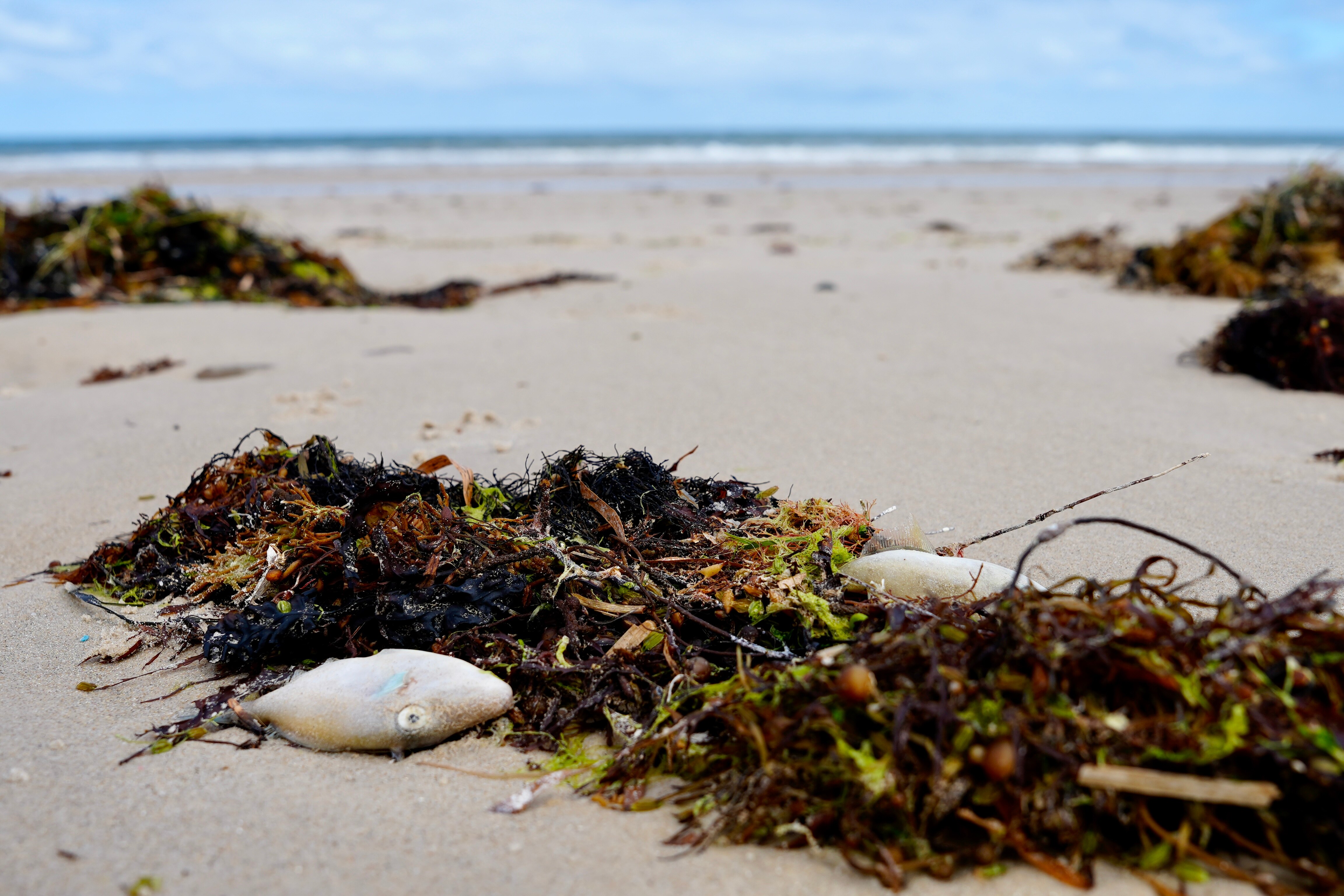 Dos peces muertos yacían sobre un montón de algas en la arena, con el mar al fondo