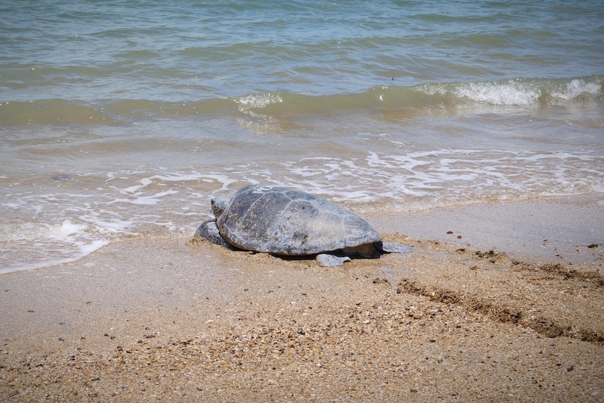 A large turtle crawling on sand towards the ocean