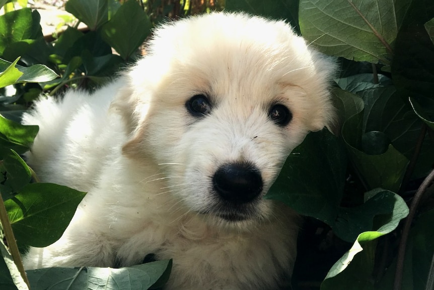 A small fluffy maremma puppy pokes his head out of a bunch of leaves.