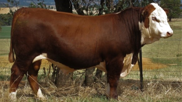 Injemira Beef Genetics sold this sire for $160,000 at their annual production sale near Book Book in NSW on Tuesday.