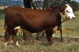 Injemira Beef Genetics sold this sire for $160,000 at their annual production sale near Book Book in NSW on Tuesday.