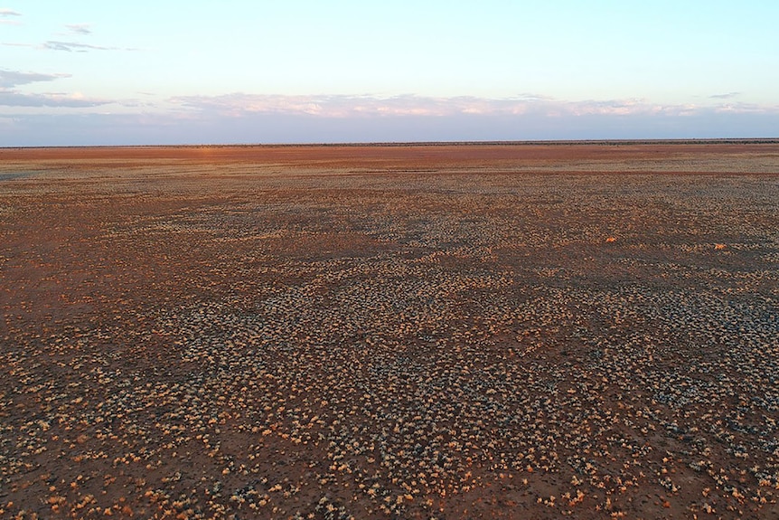 Open expanse of dry ground at Boulia in western Queensland