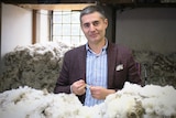 Italian wool buyer Davide Fontanento examines wool at a Tasmanian wool producer