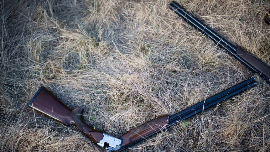 12-gauge shot guns, barrels cracked open for safety, rest on marsh grass.