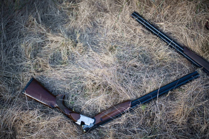 12-gauge shot guns, barrels cracked open for safety, rest on marsh grass.