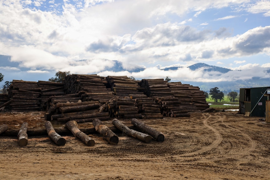A pile of hundreds of logs outside 