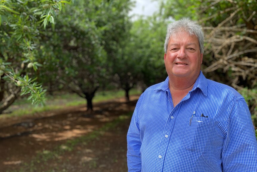 Mr. Sidhu, a white man with gray hair stands in an almond orchard in a blue shirt.