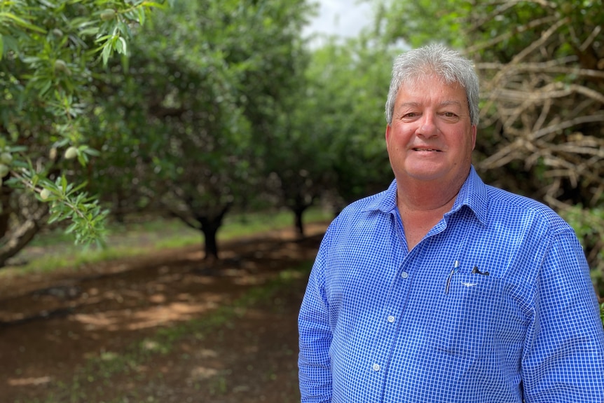 Mr Sidhu, a grey-haired white man stands in an almond orchard in a blue shirt.