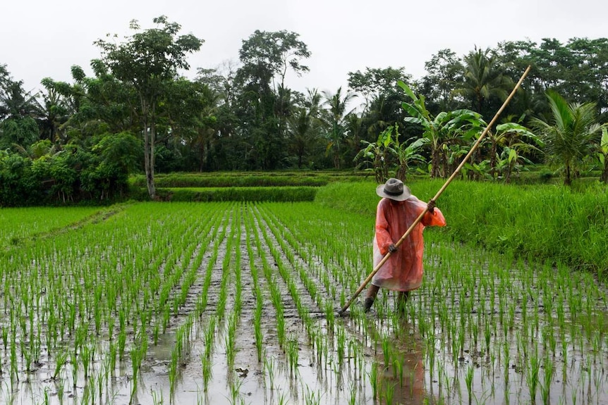 A farmer tends to a rice paddy.