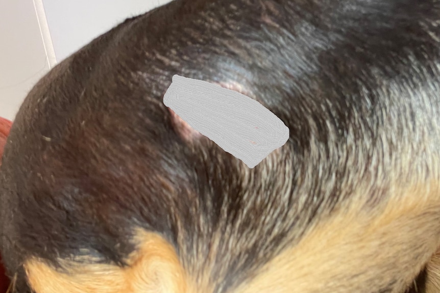 A blurred area over the wound on a dog rump