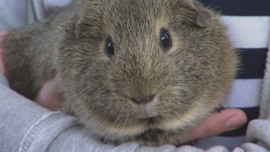 Mocha the guinea pig