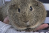 Mocha the guinea pig