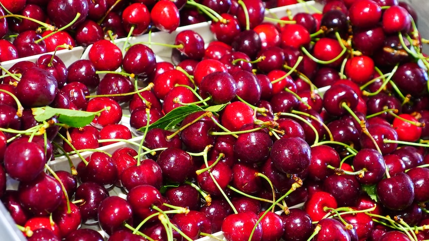Close up shot of red cherries 