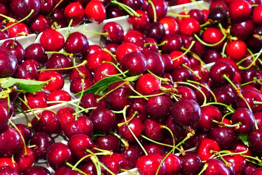 Close up shot of red cherries 
