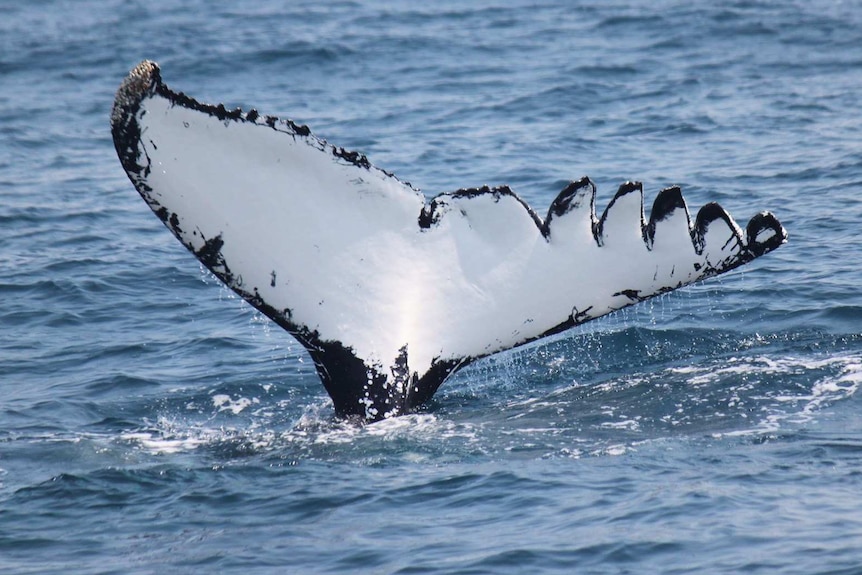 Whale tail with distinctive cut lines rises out of the water.
