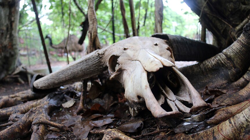 A buffalo skull