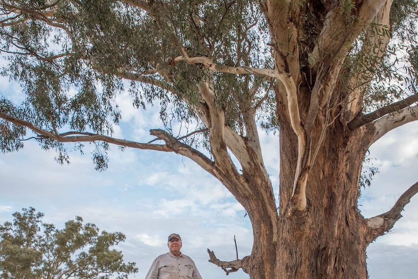 A farmer stands underneath a large old tree