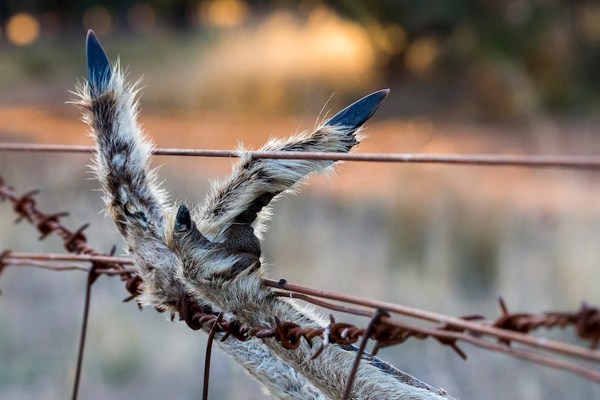 Animal claws caught in a barbed wire fence. 