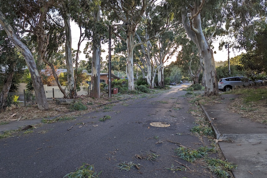 Tree branches strewn across an Adelaide street