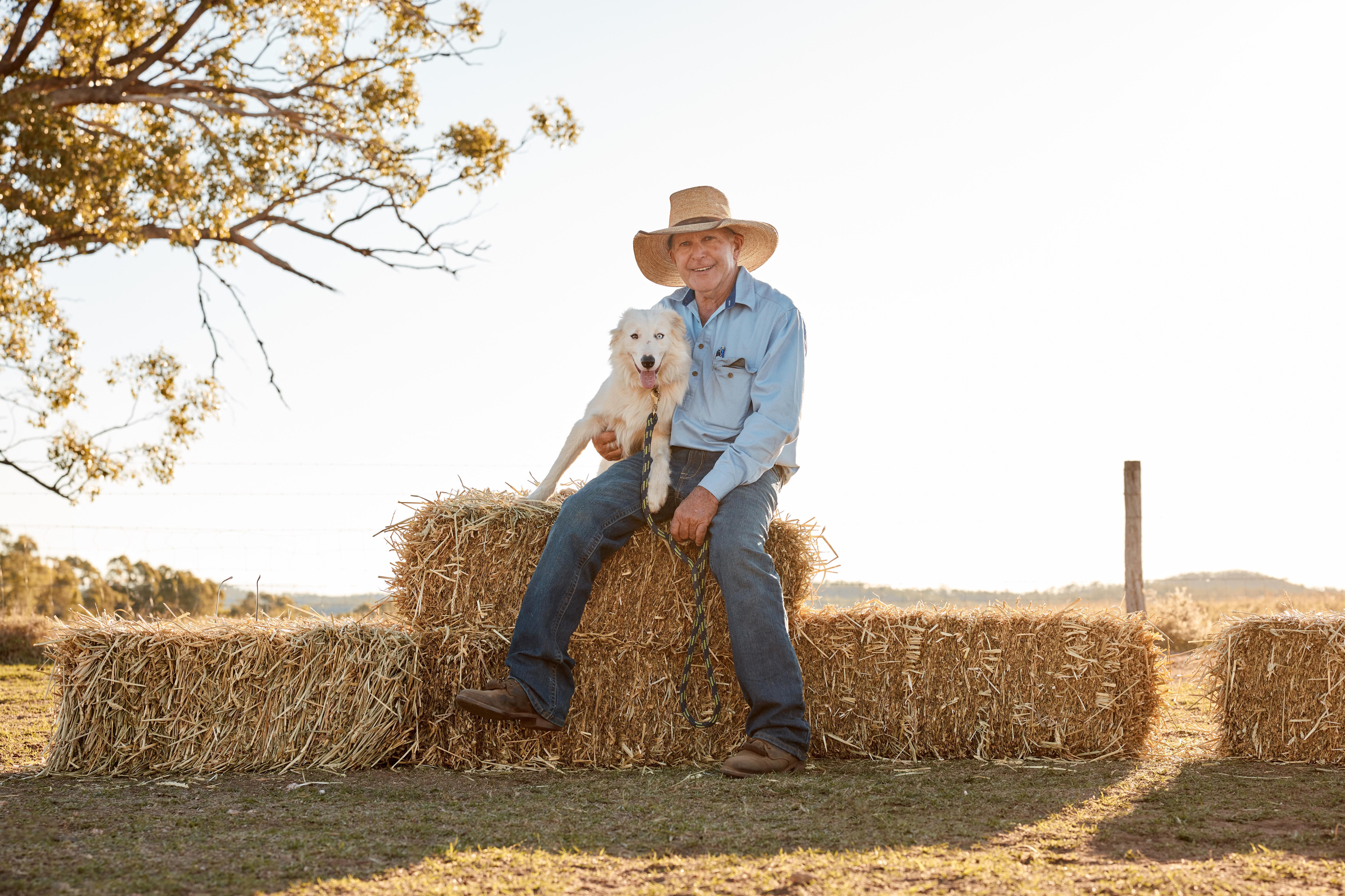 A man wearing a large hat, blue work shirt and jeans sits on a stack of hay bales with a pure white border collie