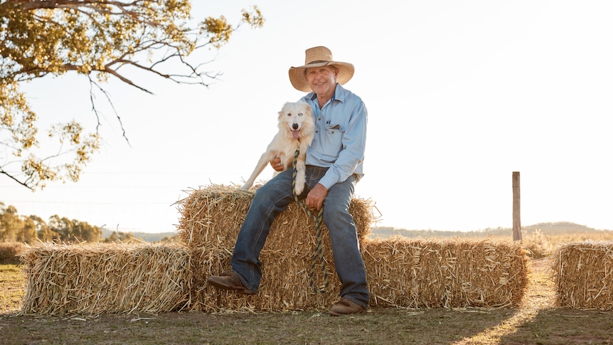 A man wearing a large hat, blue work shirt and jeans sits on a stack of hay bales with a pure white border collie