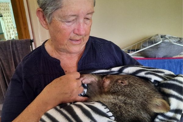 a woman cradles a wombat