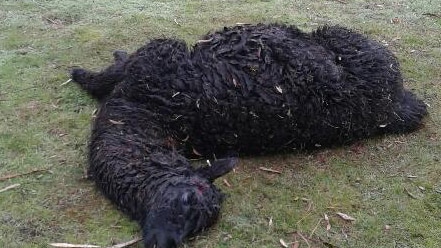 Dead alpaca lying on ground.