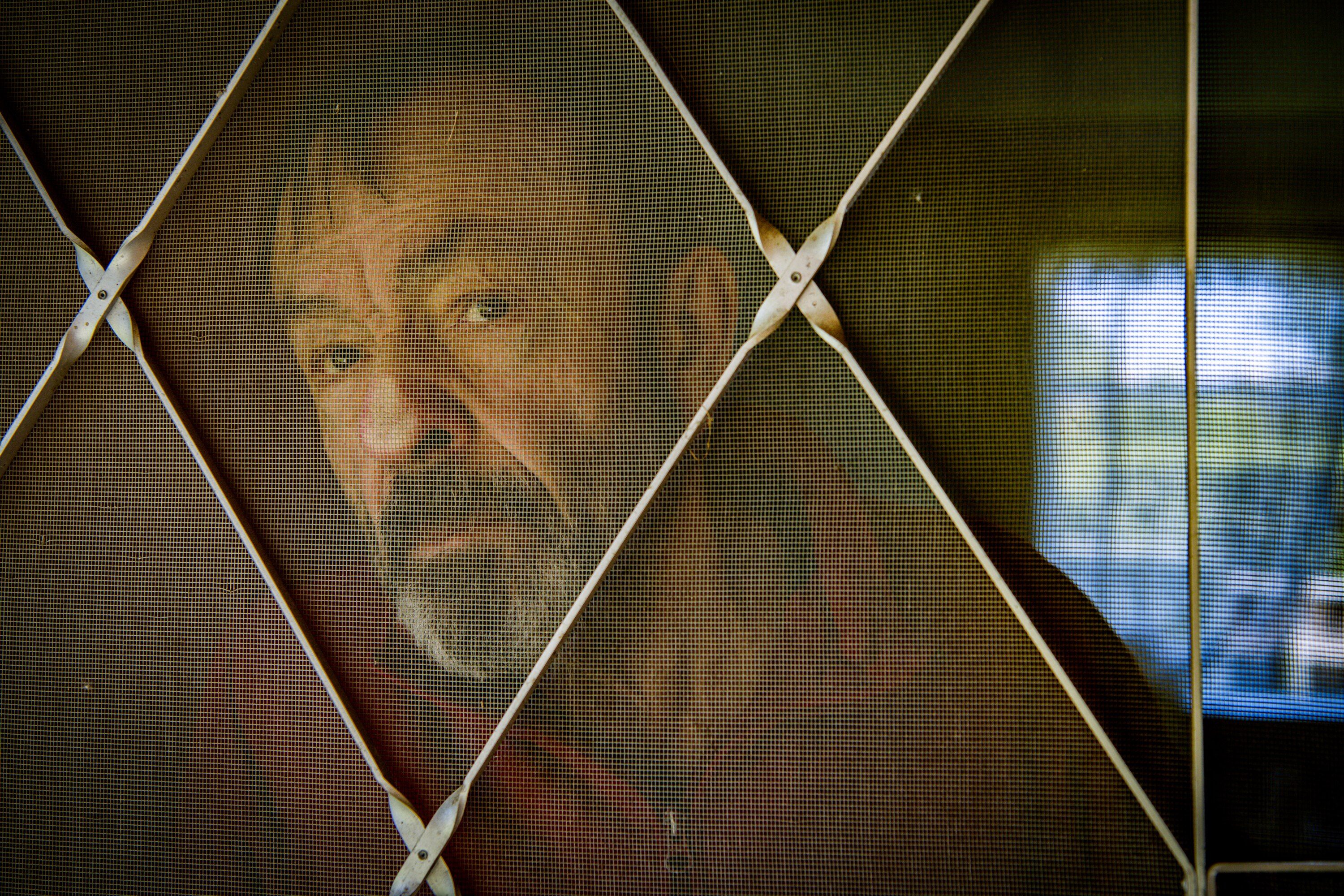 Peter Ristic looks out a screen door.