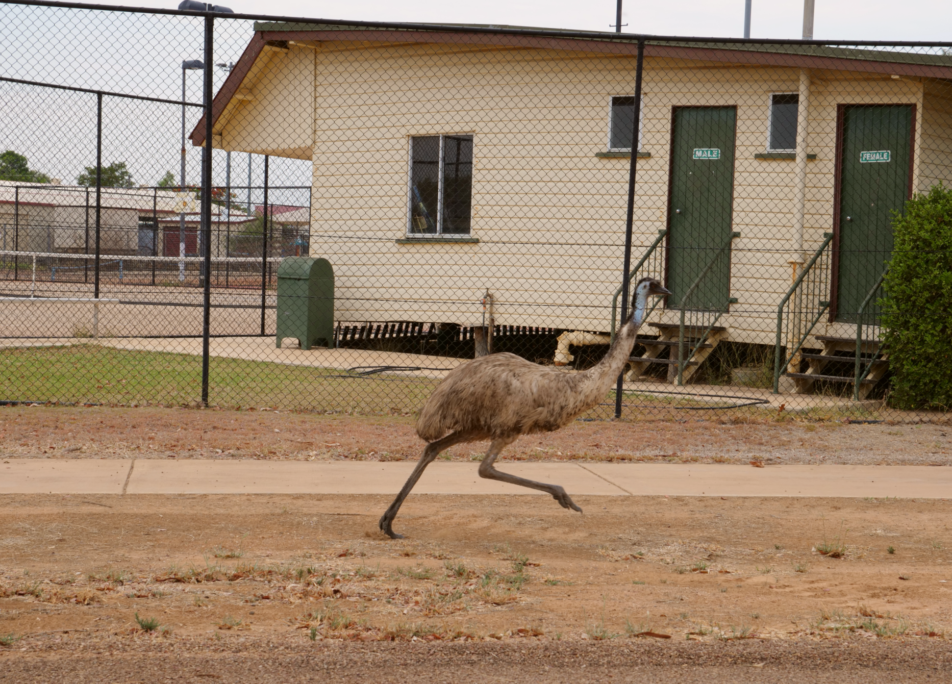 emu running in front of tennis courts
