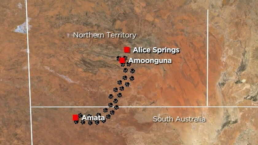 Alice Springs puppy Malibue went missing on February 4, and somehow made her way 700km south.