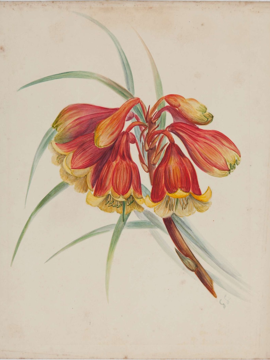 Blandfordia grandiflora by Gertrude Lovegrove