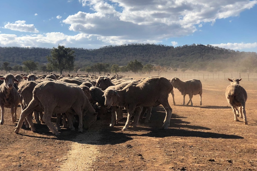 Sheep eating grain during drought