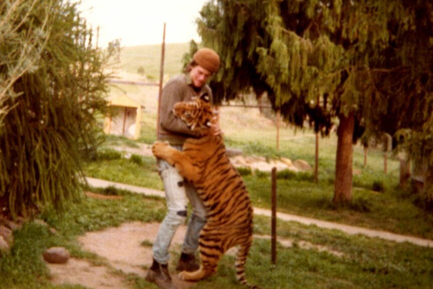 Ron Prendergast with an adolescent tiger at the Bacchus Marsh Safari Park in the 1970s.