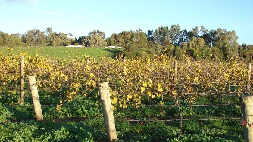 Tyrrell's to sell its Glenbawn Estate vineyard in the Upper Hunter.