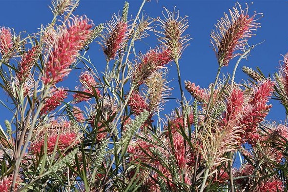 pink grevillea blooms