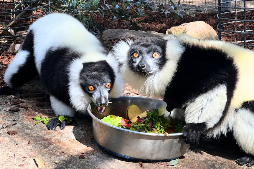Two black and white creatures around a metal bowl filled with fruit and vegetables.