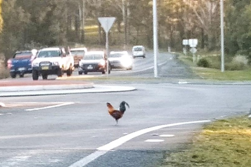 A rooster stands in the middle of a road near a roundabout, cars approaching from the distance
