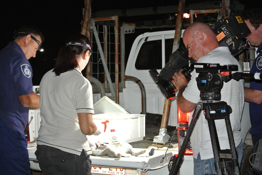 Dr Tarnya Cox takes tissue and blood samples from a rabbit.