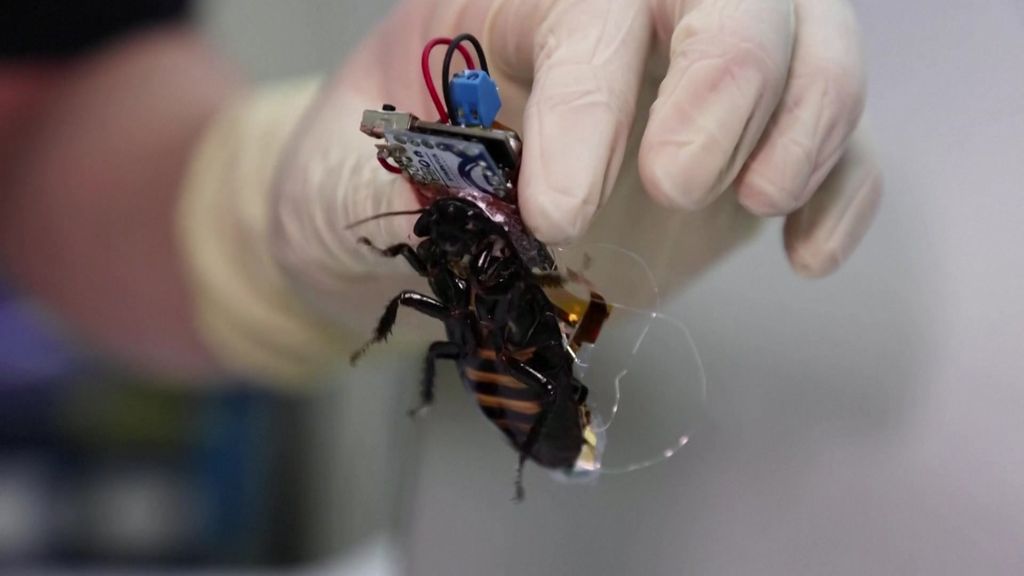 How Cyborg Cockroaches Could Help In Search And Rescue Missions - ABC News