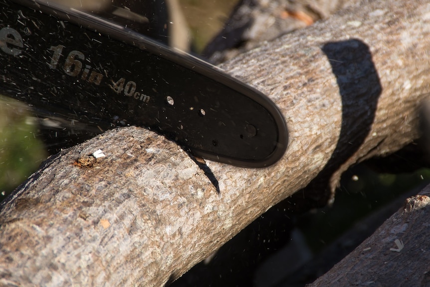 A chainsaw cutting a tree trunk.