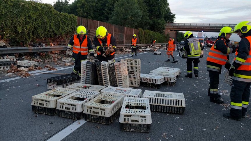 Firefighter collect chickens and clean up debris from A1 motorway.