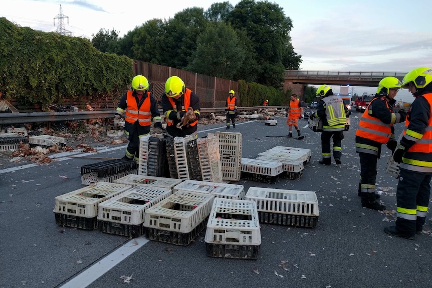 Firefighter collect chickens and clean up debris from A1 motorway.