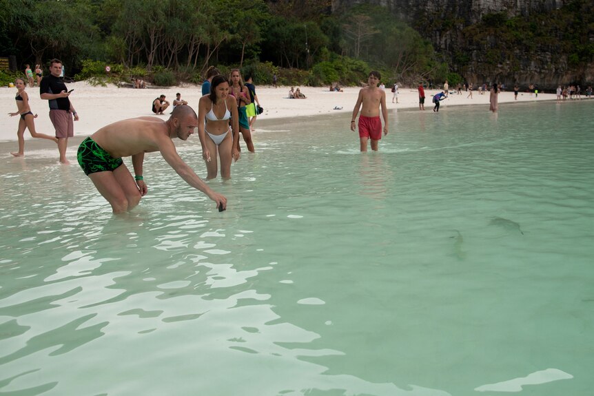People in shallow water at a beach with two small sharks visible under water